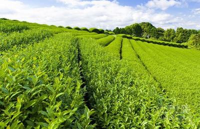 供应广西玉林茶叶苗与苦丁茶苗种植基地